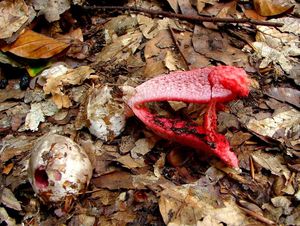 Květnatec Archerův - Clathrus archeri (Berk.) Dring 1980