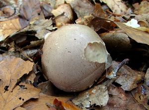 Květnatec Archerův - Clathrus archeri (Berk.) Dring 1980