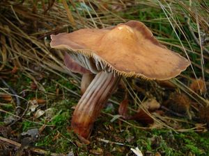 Penízovka vřetenonohá - Gymnopus fusipes ( Bull. ) Gray