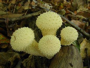 Pýchavka obecná - Lycoperdon perlatum Pers. 1796