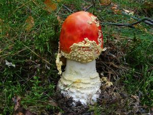 Muchomůrka červená - Amanita muscaria (L.) Lam. 1783
