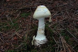 Muchomůrka citronová - Amanita mappa