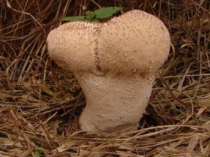 Pýchavka palicovitá - Lycoperdon excipuliforme (Scop.) Pers. 1801