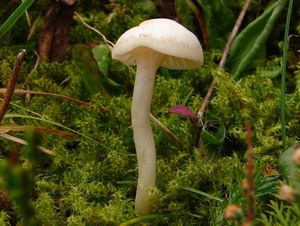 Voskovka panenská - Hygrocybe virginea