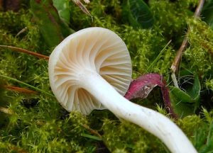 Voskovka panenská - Hygrocybe virginea