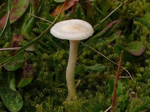 Voskovka panenská - Hygrocybe virginea