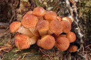 Václavka smrková - Armillaria ostoyae (H. Romagnesi) Herink.