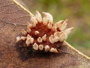 Rez hrušňová - Gymnosporangium sabinae