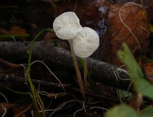 Špička listová - Marasmius epiphyllus (Pers.) Fr. 1838