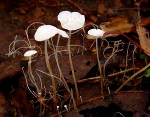 Špička listová - Marasmius epiphyllus (Pers.) Fr. 1838