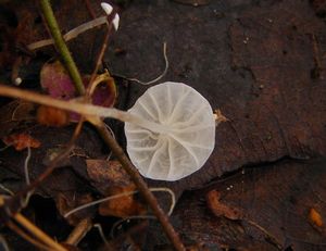 Špička listová - Marasmius epiphyllus (Pers.) Fr. 1838