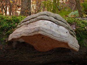 Troudnatec kopytovitý - Fomes fomentarius  (L.:Fr.) Fr.