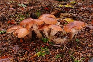 Václavka smrková - Armillaria ostoyae (Romagn.) Herink 1973