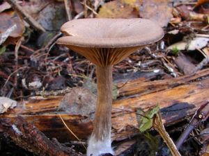 Strmělka číškovitá - Pseudoclitocybe cyathiformis (Bull.) Singer 1956