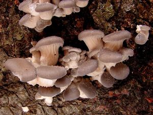 Hlíva ústřičná - Pleurotus ostreatus (Jacq.) P. Kumm. 1871