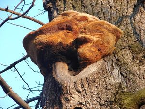 Síťkovec dubový - Daedalea quercina  (L.) Pers. 1801