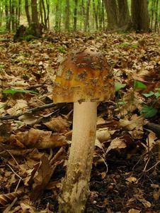 Muchomůrka šupinatá - Amanita ceciliae  (Berk. & Broome) Bas 1984