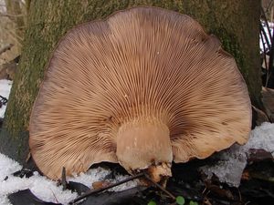Hlíva ústřičná - Pleurotus ostreatus (Jacq.) P. Kumm. 1871