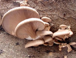 Hlíva ústřičná - Pleurotus ostreatus (Jacq.) P. Kumm. 1871