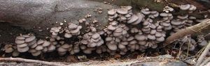 Hlíva ústřičná - Pleurotus ostreatus (Jacq.) P. Kumm. 1871