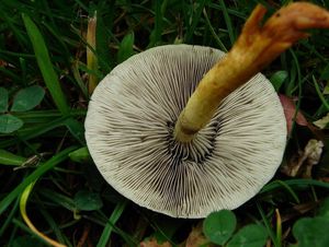 Třepenitka maková - Hypholoma capnoides (Fr.) P. Kumm. 1871