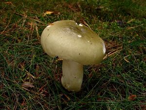 Holubinka trávozelená - Russula aeruginea Lindbl.in Fr.