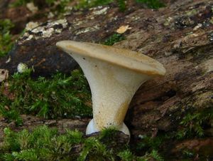 Choroš měnlivý - Polyporus varius