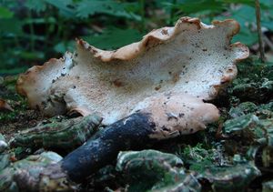 Choroš měnlivý - Polyporus varius