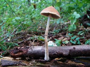 Lysohlávka šupinatá - Leratiomyces squamosus (Pers.) Bridge & Spooner 2008