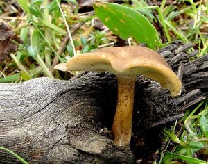 Choroš zimní - Polyporus ciliatus Fr. 1815