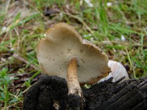 Choroš zimní - Polyporus ciliatus Fr. 1815