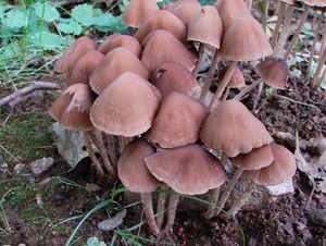 Křehutka hnědošedá f. jarní - Psathyrella spadiceogrisea f. vernalis