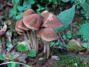 Křehutka hnědošedá f. jarní - Psathyrella spadiceogrisea f. vernalis