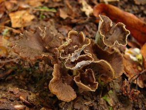 Stroček kadeřavý - Pseudocraterellus undulatus  (Pers.) Rauschert 1987