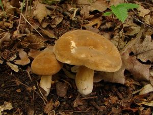 Ryzec křídlatovýtrusý - Lactarius pterosporus Romagn. 1949