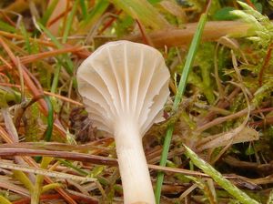 Voskovka panenská - Hygrocybe virginea