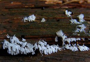 Válečkovka keříčkovitá - Ceratiomyxa fruticulosa