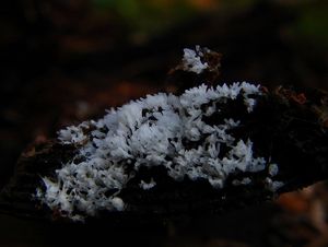 Válečkovka keříčkovitá - Ceratiomyxa fruticulosa