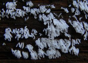 Válečkovka keříčkovitá - Ceratiomyxa fruticulosa