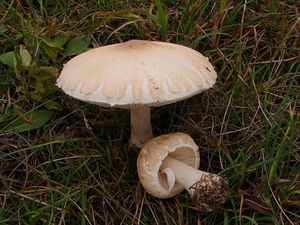 Bedla odřená - Macrolepiota excoriata (Schaeff.) Wasser 1978