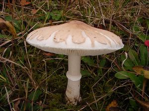 Bedla odřená - Macrolepiota excoriata (Schaeff.) Wasser 1978