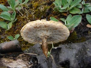 Choroš zimní - Polyporus ciliatus Fr. 1815