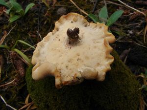 Choroš zimní - Polyporus ciliatus Fr. 1815