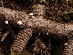 Brvenka Hahnova - Lachnellula occidentalis ( Hahn & Ayers)  Dha