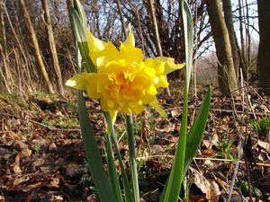 Klikni pro velký obrázek