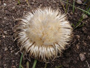 Pupava bezlodyžná (Carlina acaulis L.)