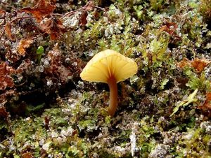 Kalichovka okoličnatá - Lichenomphalia umbellifera (L.) Redhead, Lutzoni, Moncalvo & Vilgalys 2002