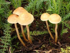 Polnička polokulovitá - Agrocybe pediades (Fr.) Fayod 1889