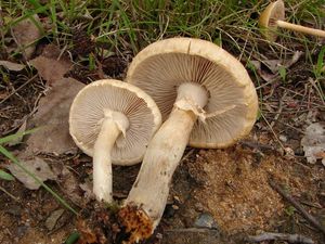 Polnička raná - Agrocybe praecox  (Pers.) Fayod 1889