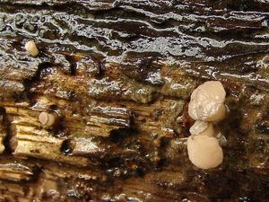 Vodnička terčovitá - Cudoniella tenuispora